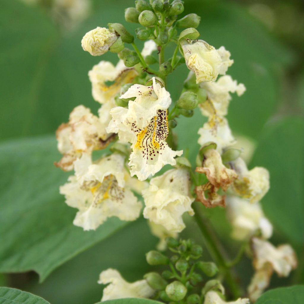 Catalpa ovata Slender Silhouette - Chinese trompetboom