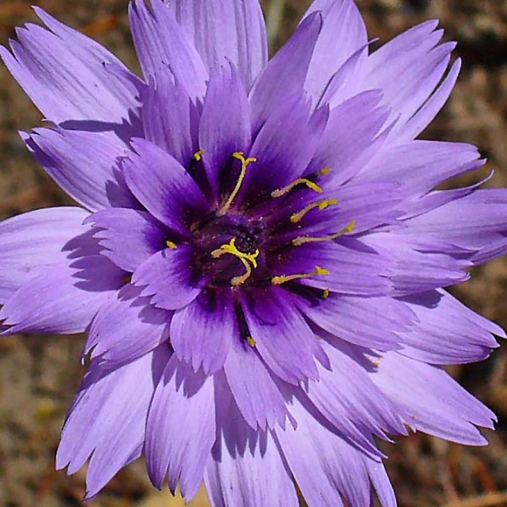 Catananche caerulea - Blauwe strobloem