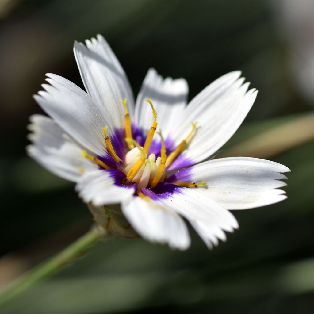 Catananche caerulea Alba - Witte strobloem