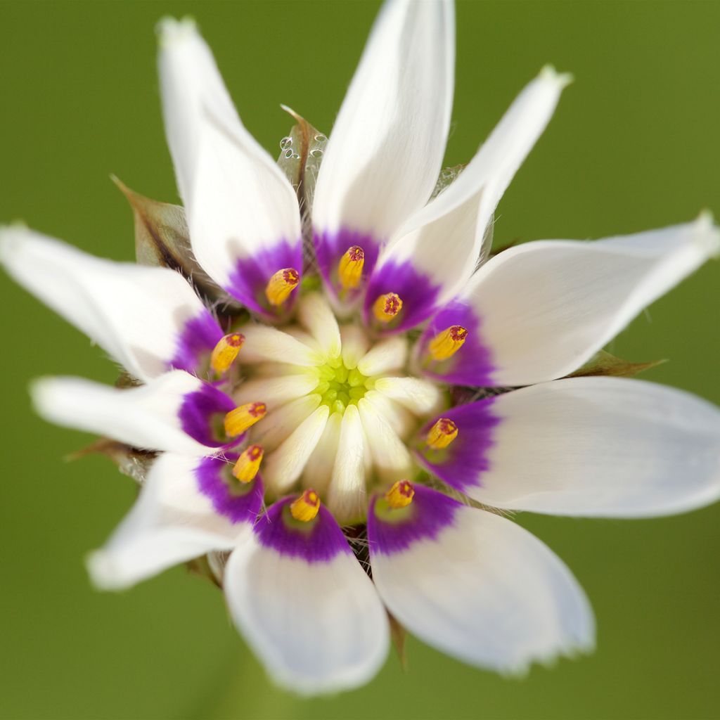 Catananche caerulea Alba - Witte strobloem