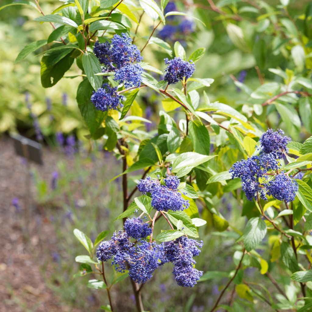 Ceanothus delilianus Henri Desfossé - Amerikaanse sering