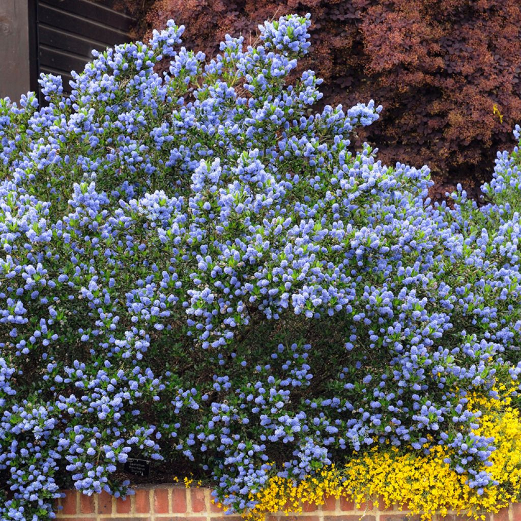 Ceanothus Skylark - Amerikaanse sering