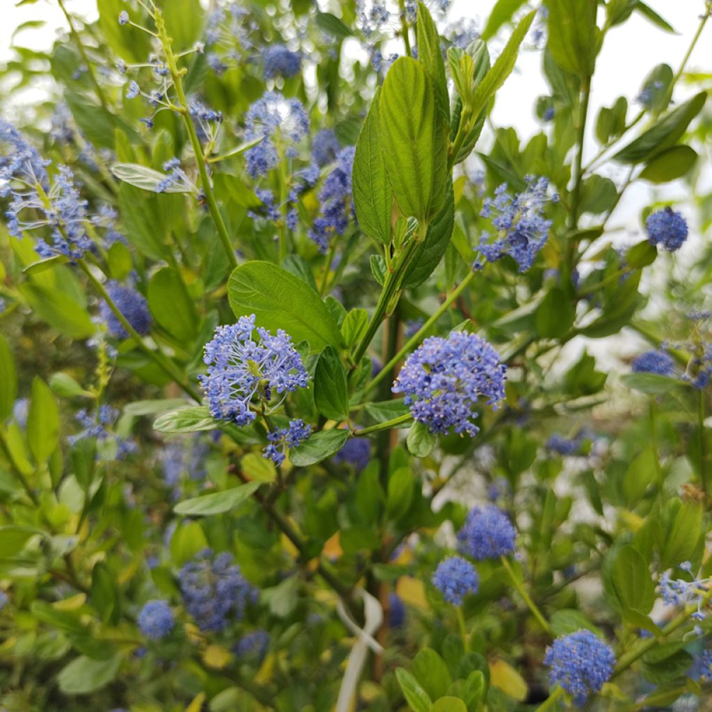 Ceanothus Skylark - Amerikaanse sering