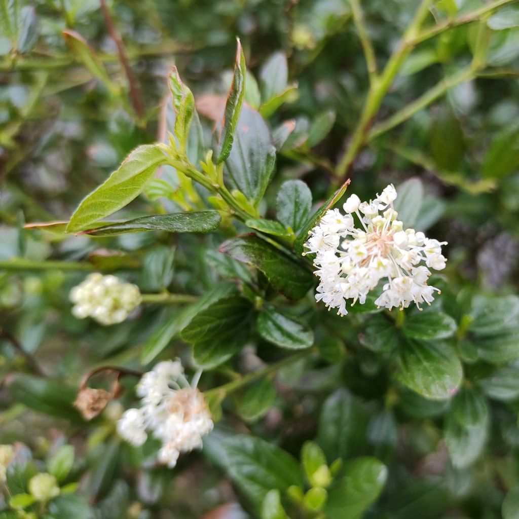 Ceanothus x thyrsiflorus Snow Flurries - Amerikaanse sering