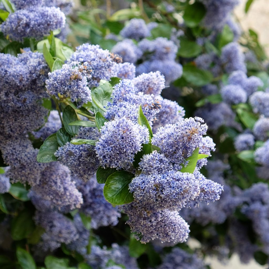 Ceanothus Trewithen Blue - Amerikaanse sering