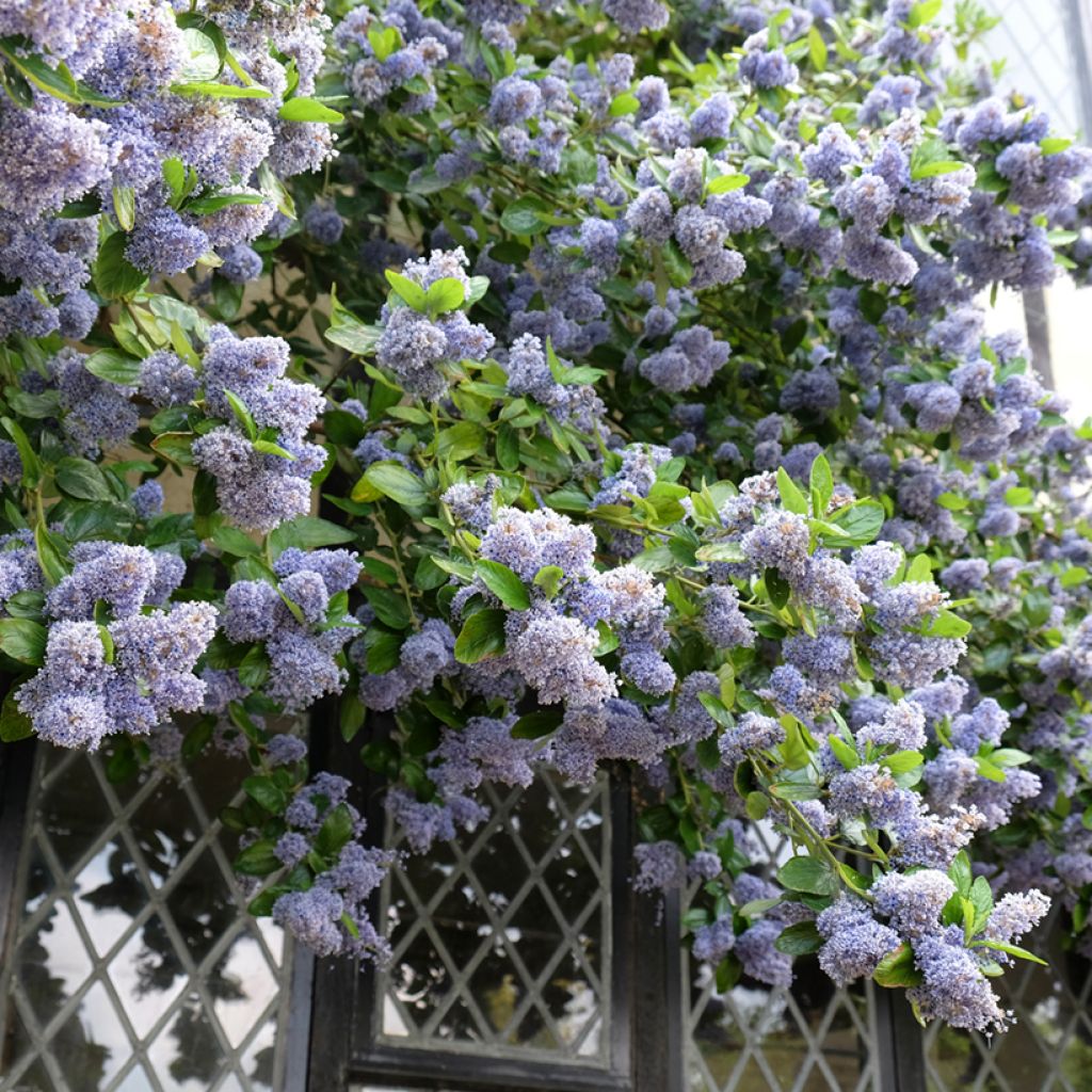 Ceanothus Trewithen Blue - Amerikaanse sering