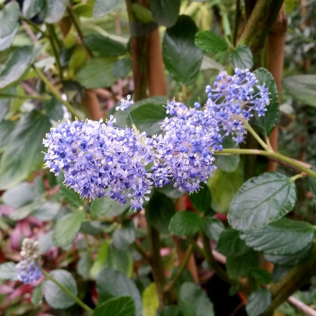 Ceanothus Trewithen Blue - Amerikaanse sering