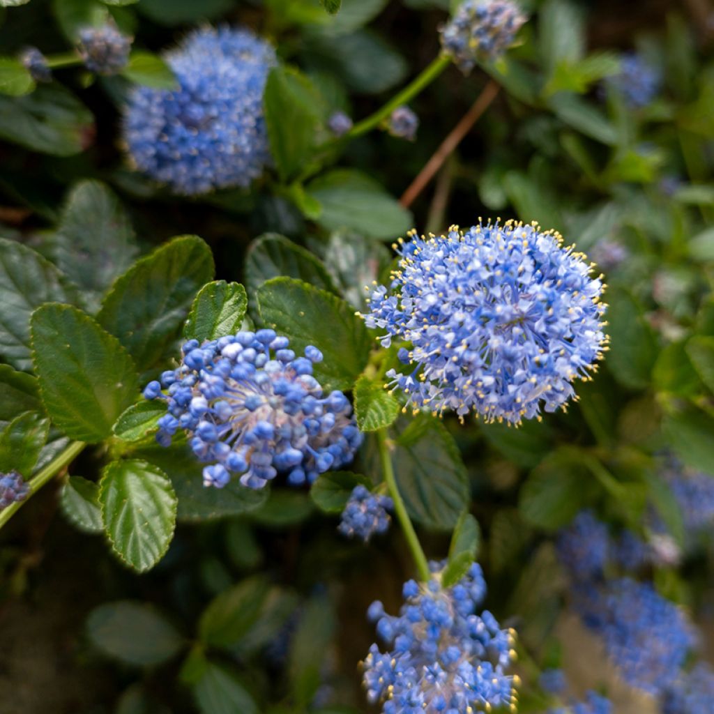 Ceanothus griseus Yankee Point - Amerikaanse sering