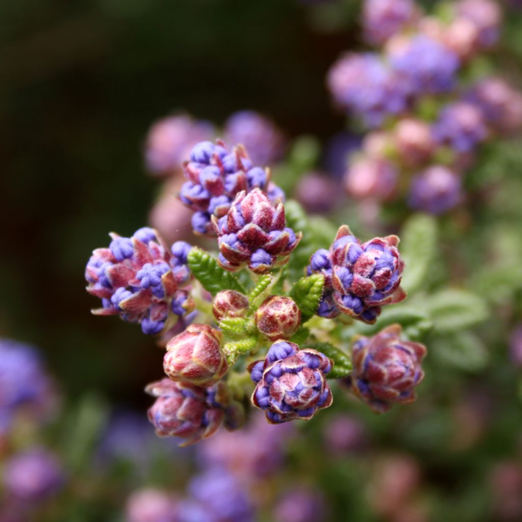 Ceanothus impressus Puget Blue - Amerikaanse sering