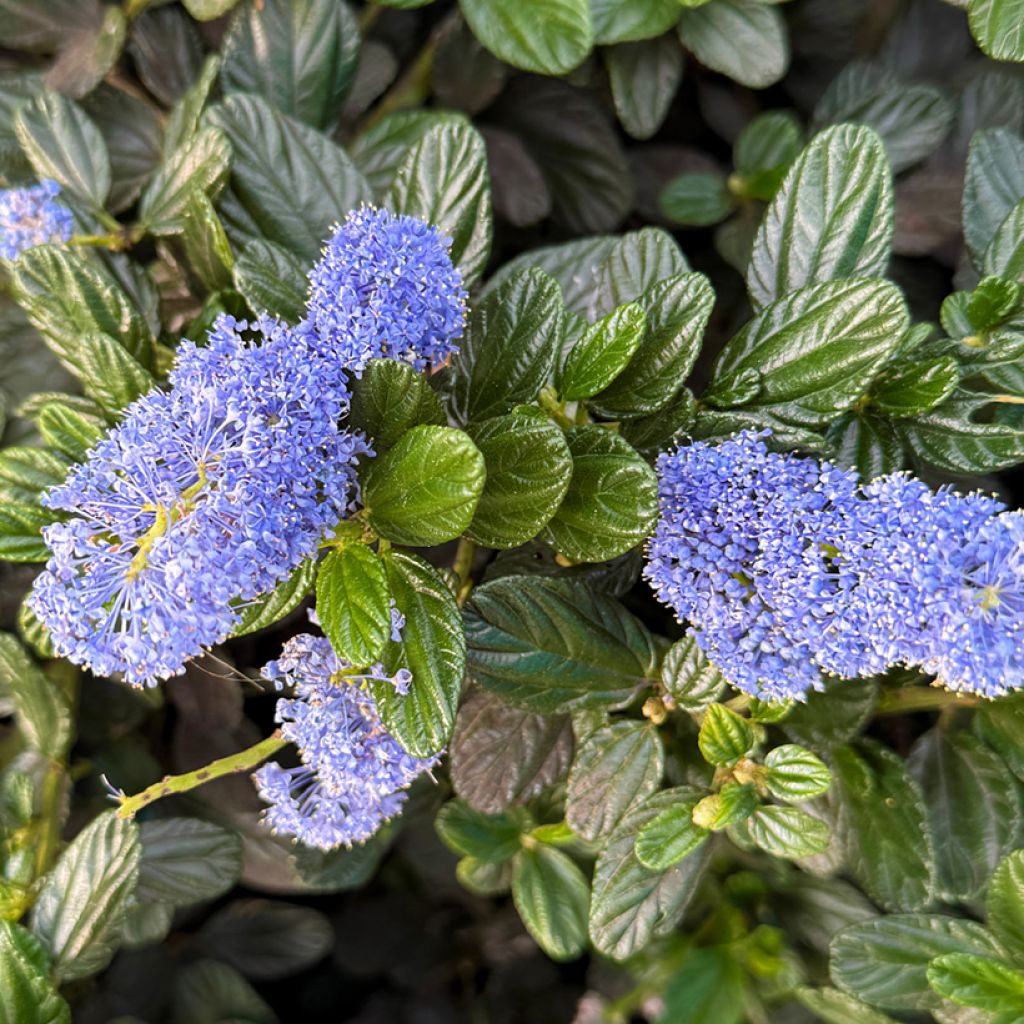 Ceanothus impressus Victoria - Amerikaanse sering