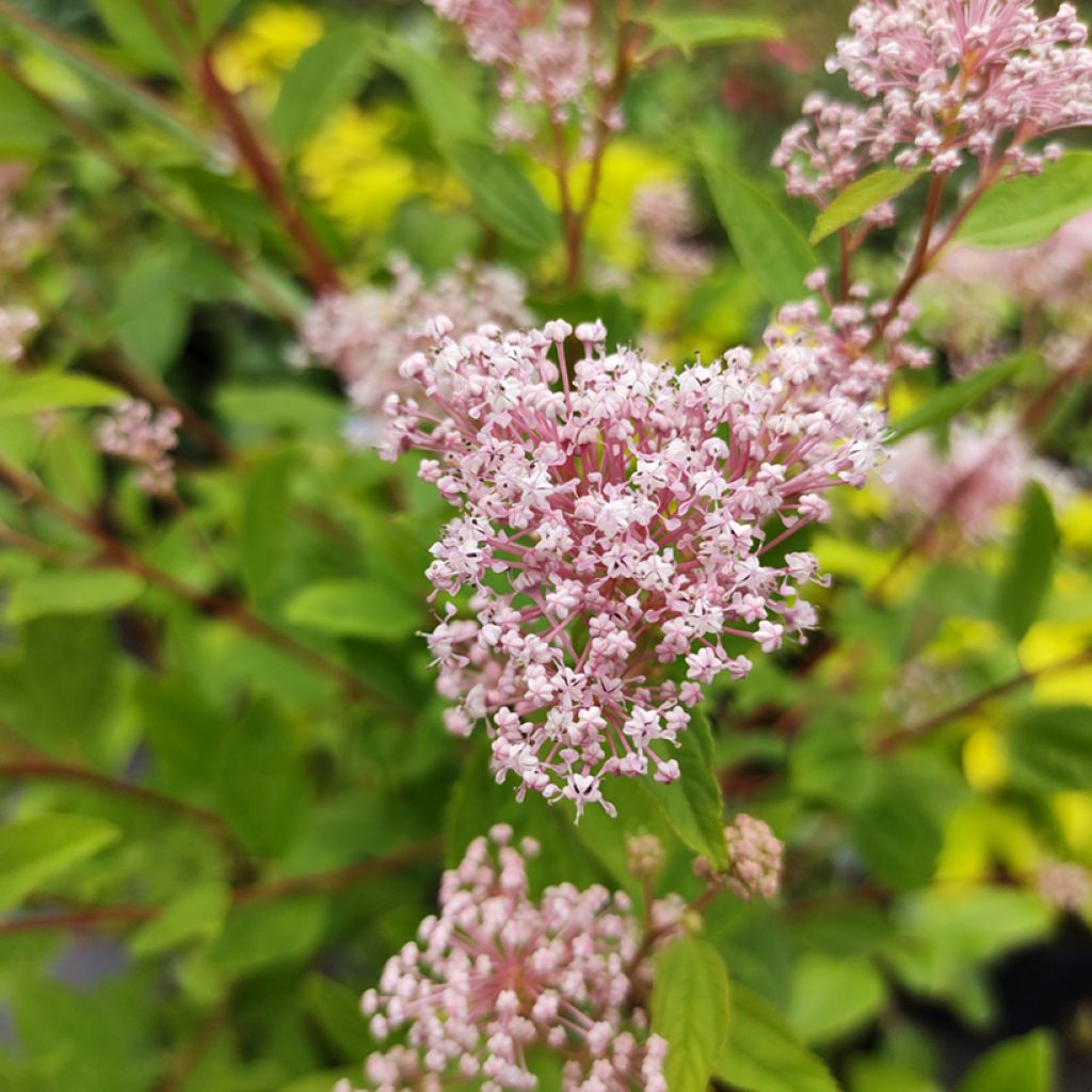 Ceanothus pallidus Marie Simon - Amerikaanse sering