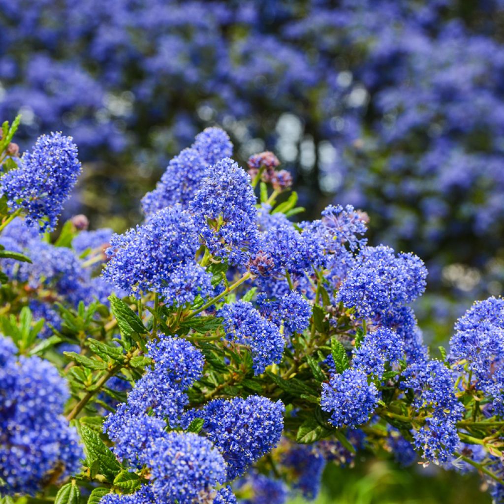 Ceanothus impressus Dark Star - Amerikaanse sering