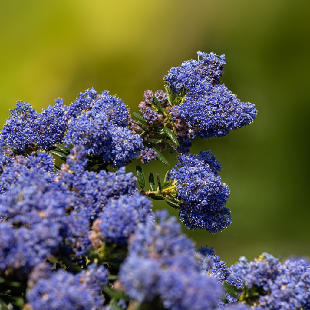 Ceanothus impressus Dark Star - Amerikaanse sering