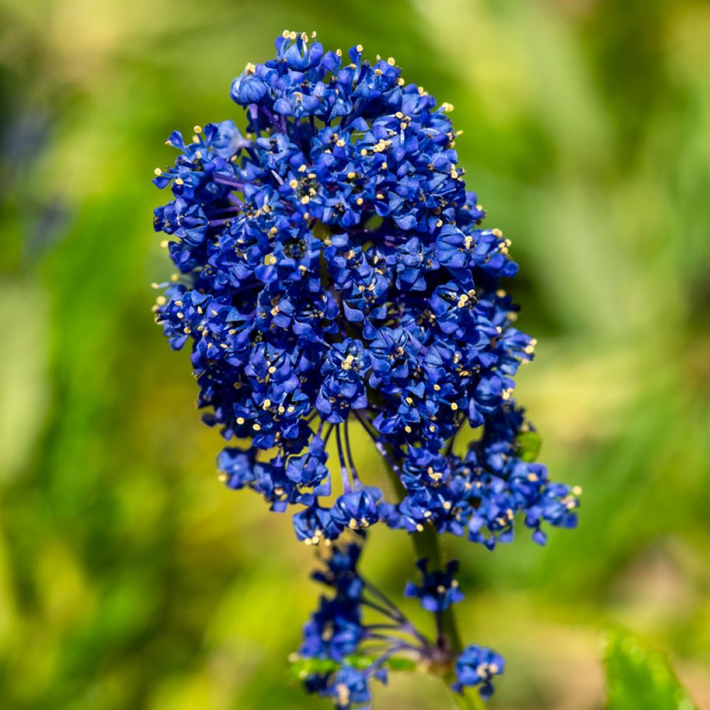 Ceanothus x arboreus Concha - Amerikaanse sering