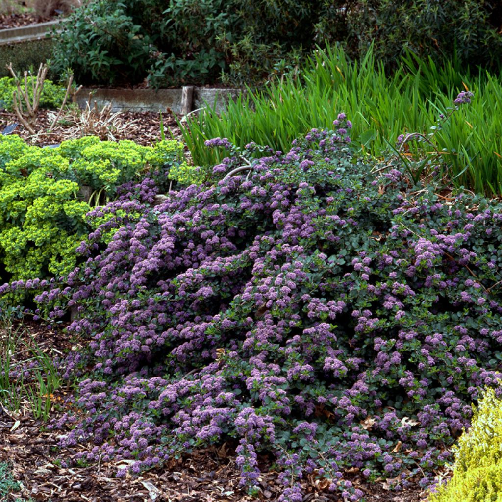 Ceanothus thyrsiflorus Repens - Amerikaanse sering