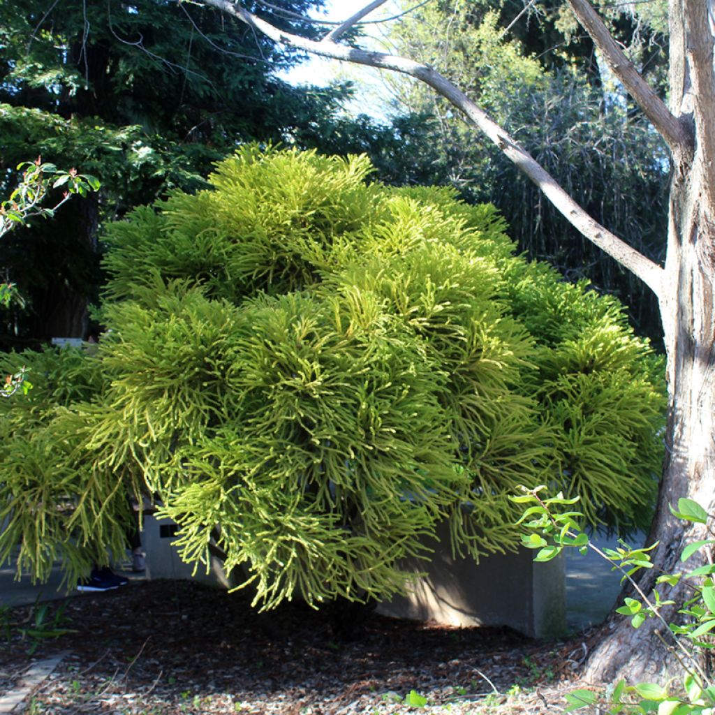 Cryptomeria japonica Globosa Nana - Japanse cipres