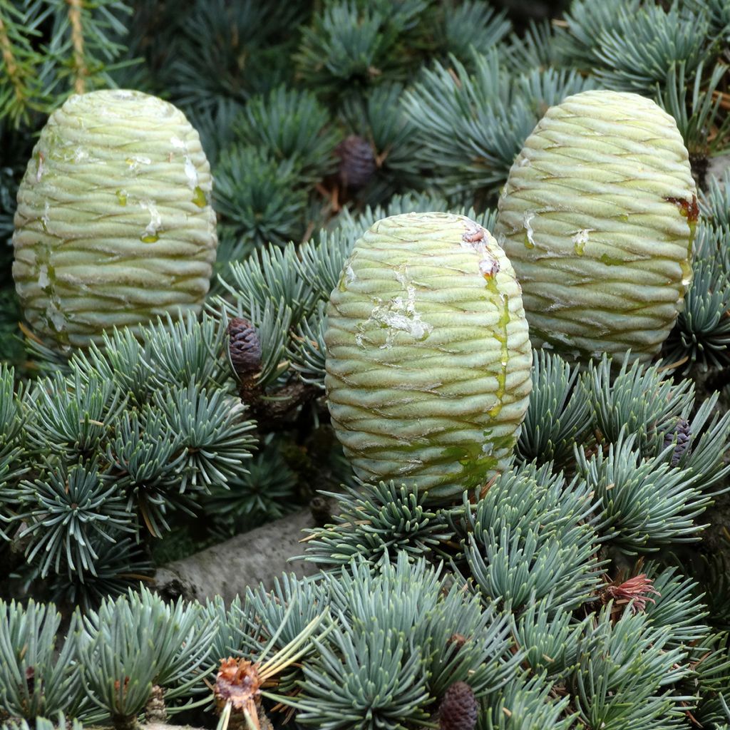 Cedrus deodara (zaad) - Himalayaceder
