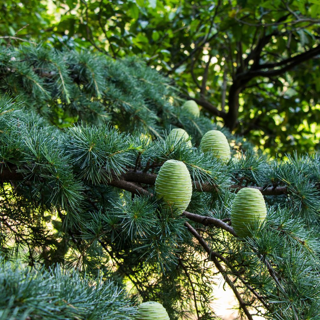 Cedrus deodara (zaad) - Himalayaceder