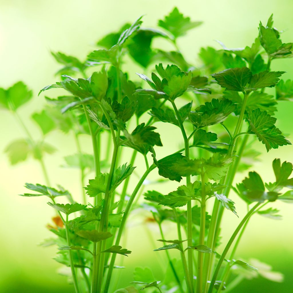 Bleekselderij Tango F1