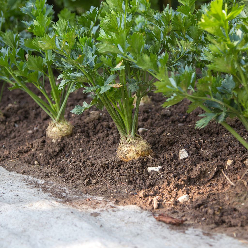 Knolselderij Monarch