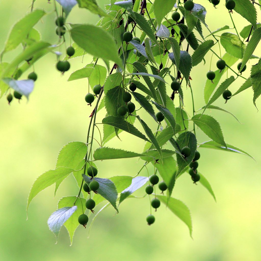 Celtis australis (zaad) - Europese netelboom