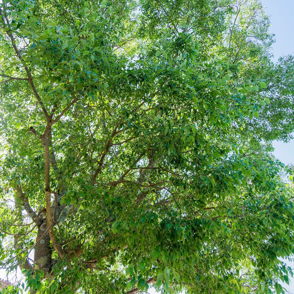 Celtis australis (zaad) - Europese netelboom