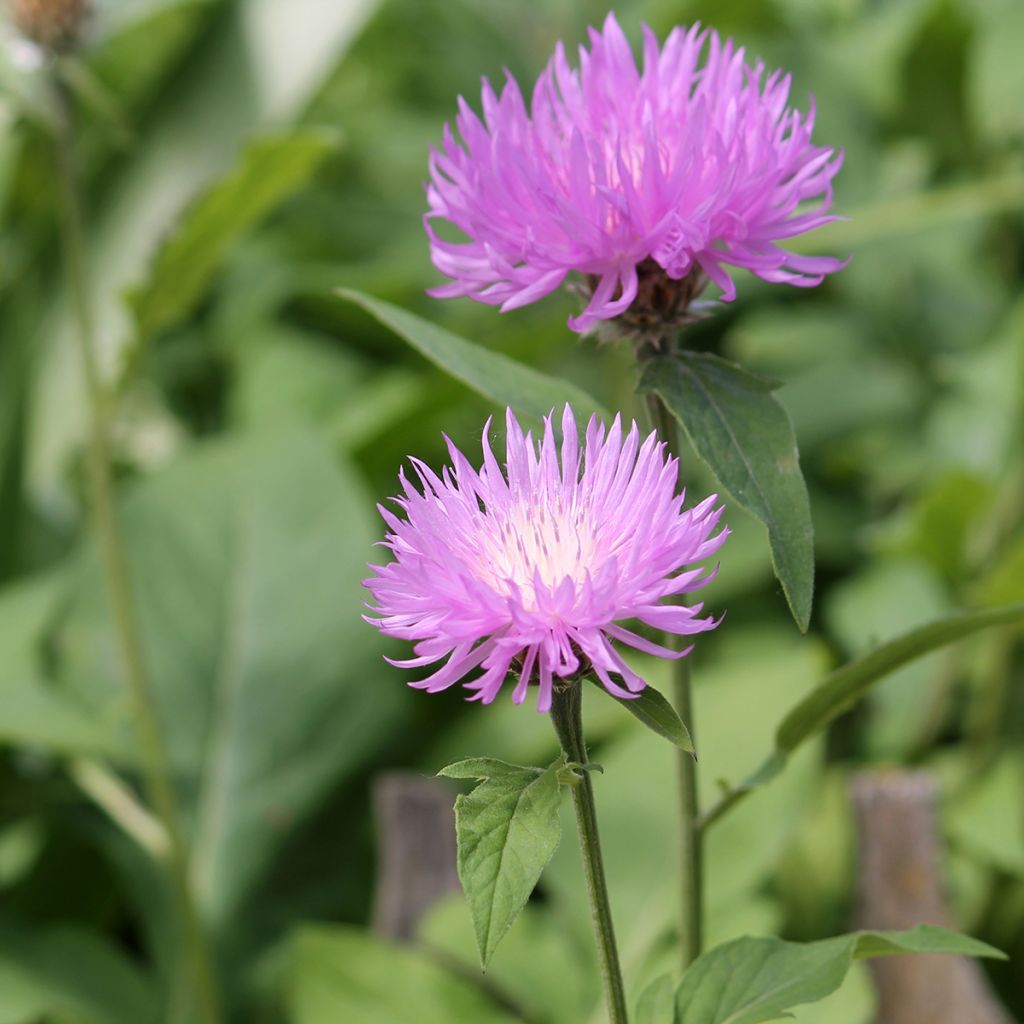 Centaurea dealbata - Perzische korenbloem