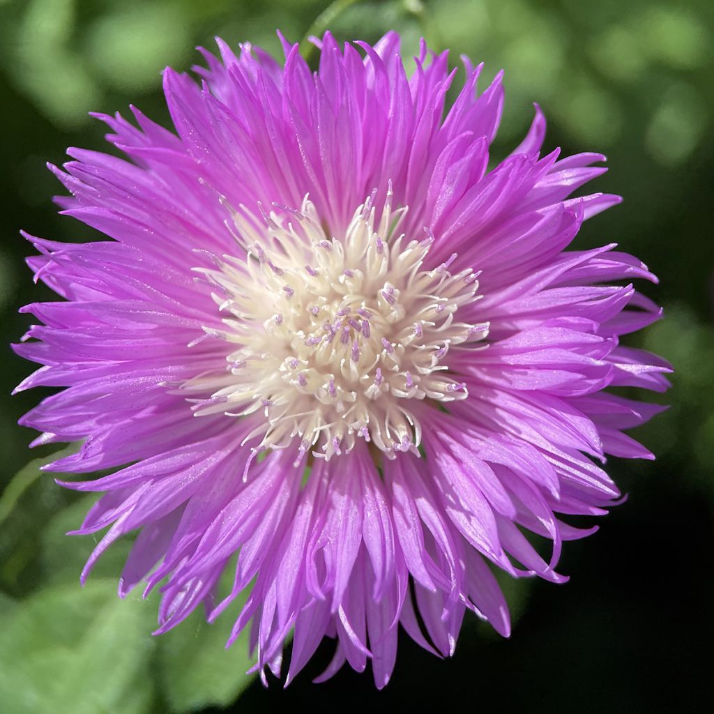 Centaurea dealbata - Perzische korenbloem
