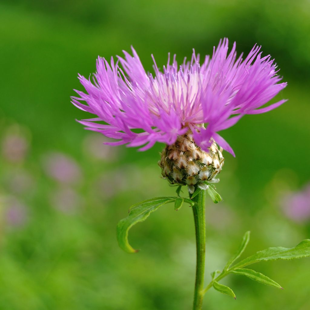 Centaurea dealbata - Perzische korenbloem