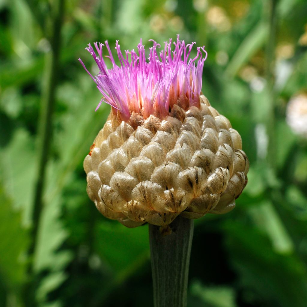Centaurea dealbata - Perzische korenbloem