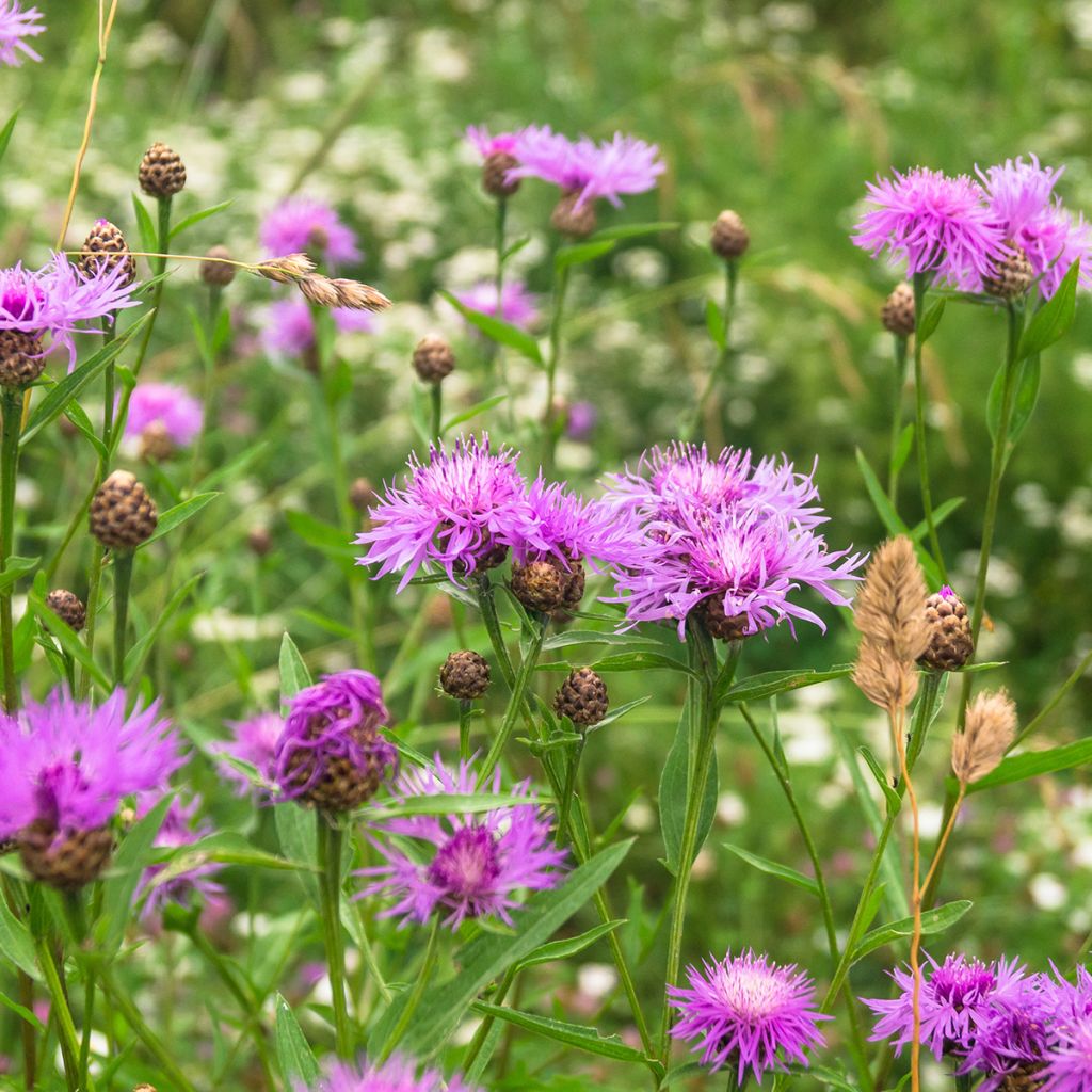 Centaurea jacea - Knoopkruid