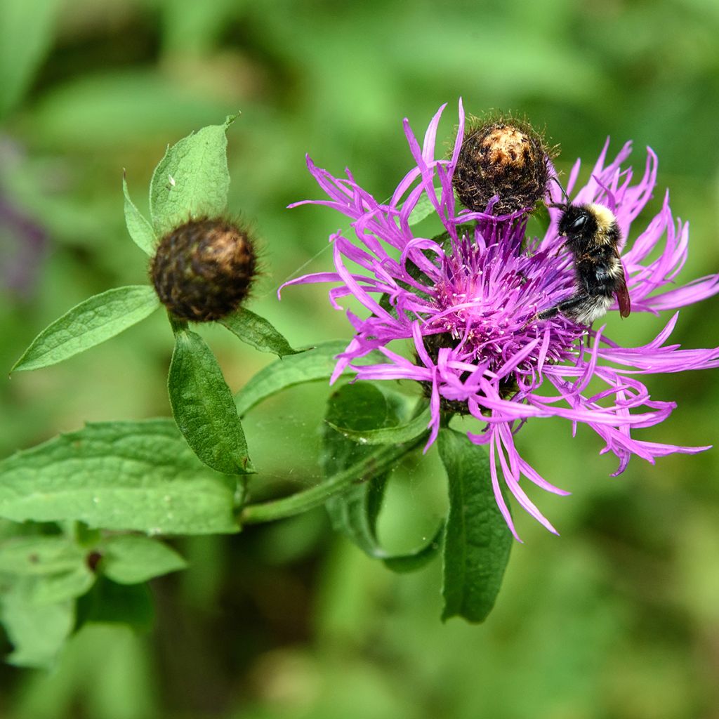 Centaurea jacea - Knoopkruid