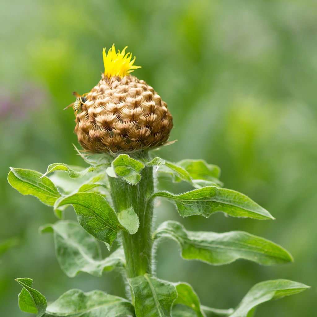Centaurea macrocephala - Gele korenbloem