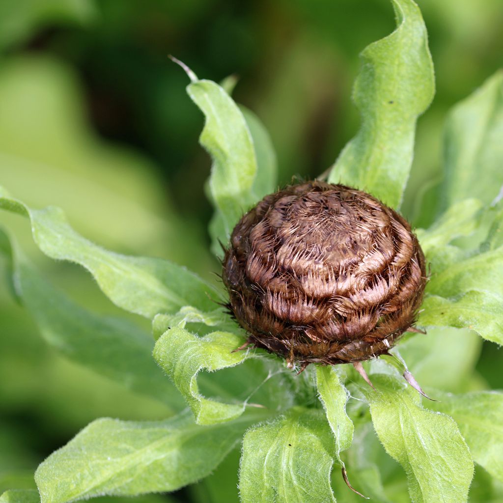 Centaurea macrocephala - Gele korenbloem