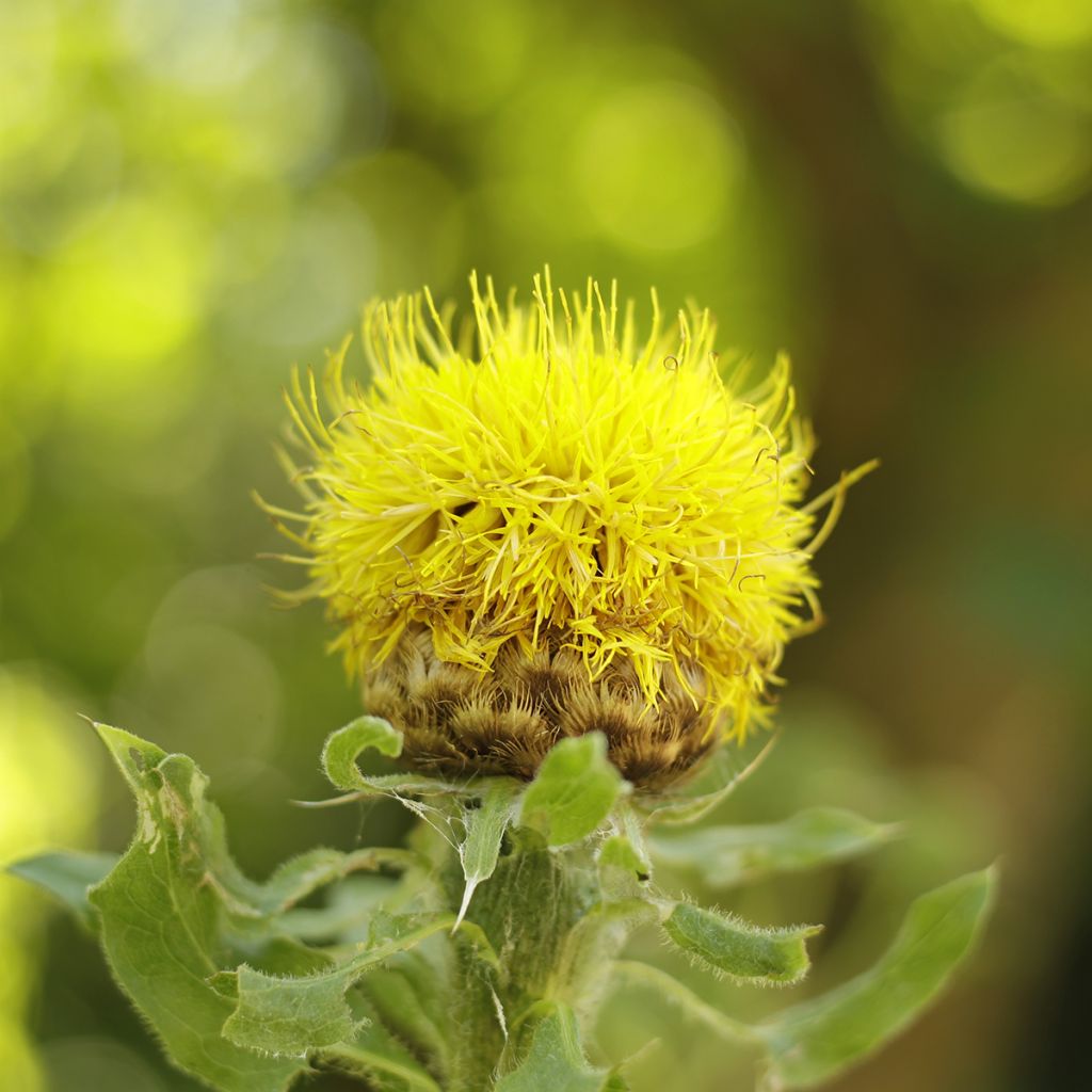Centaurea macrocephala - Gele korenbloem