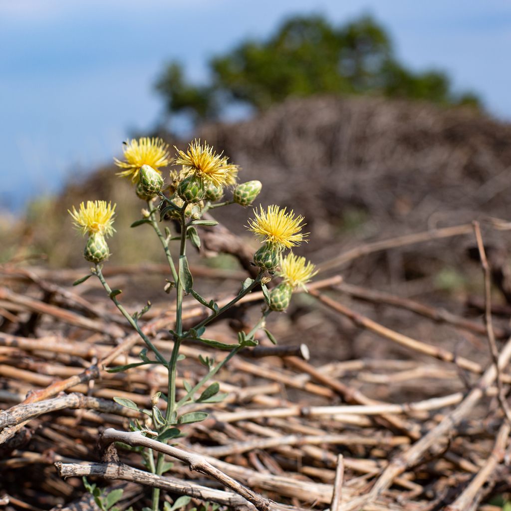 Centaurea orientalis - Centaurie