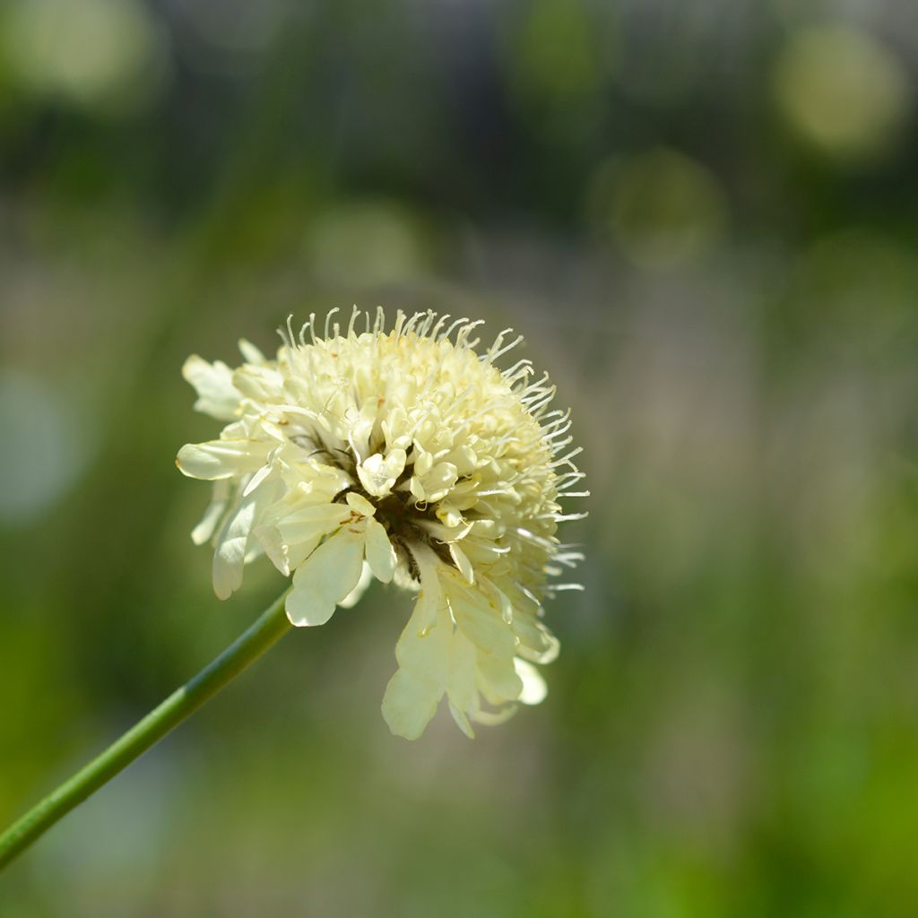 Cephalaria gigantea - Reuzenscabiosa