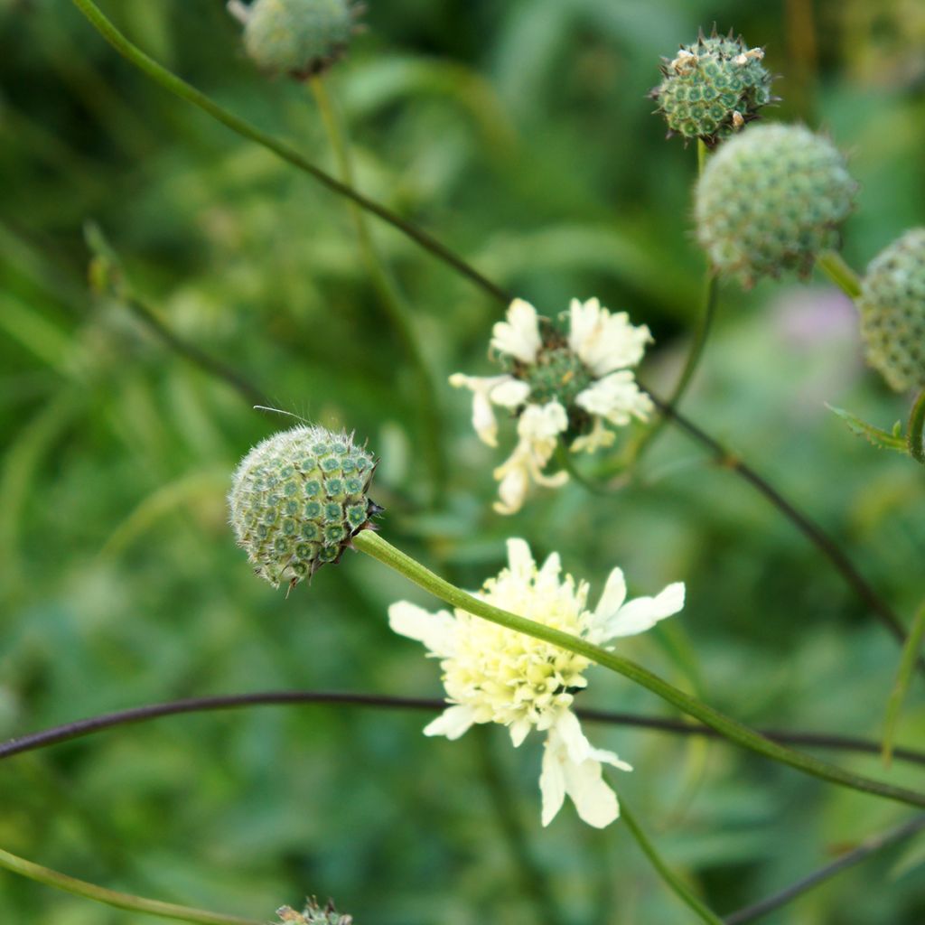 Cephalaria gigantea - Reuzenscabiosa