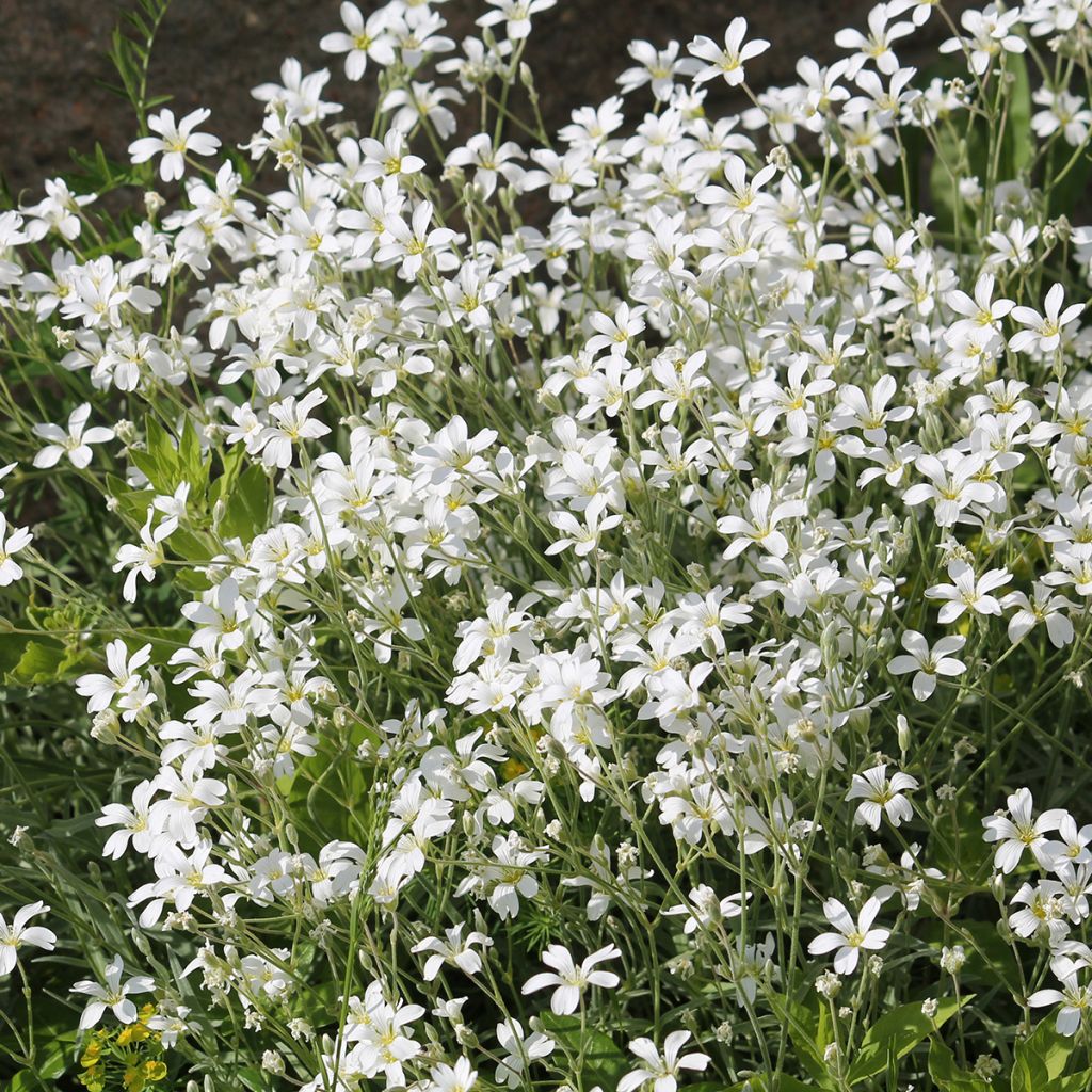 Cerastium biebersteinii - Hoornbloem