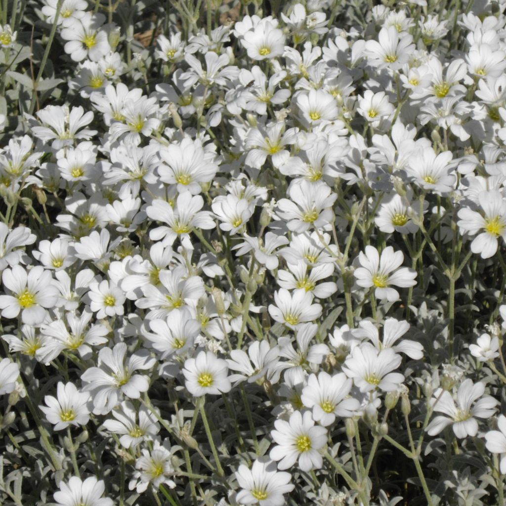 Cerastium tomentosum Yo Yo - Viltige hoornbloem