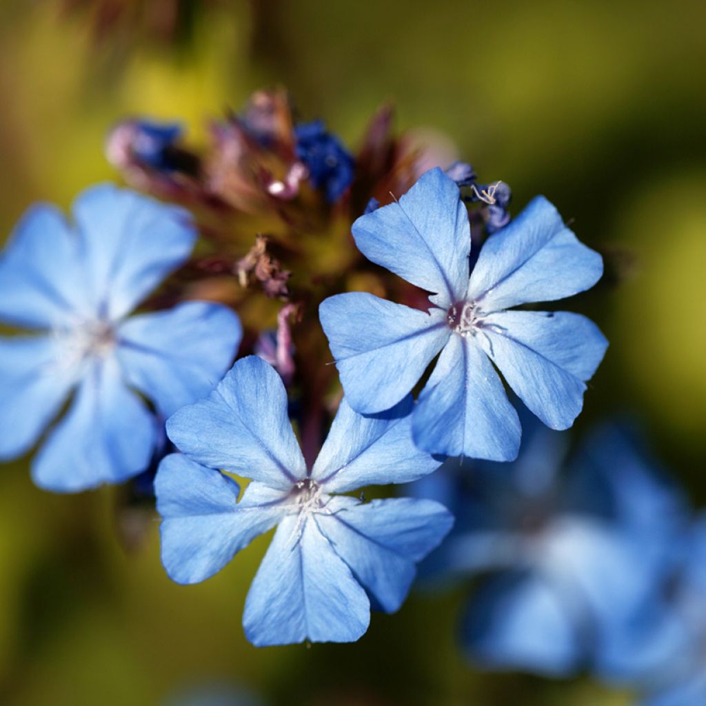 Ceratostigma griffithii - Loodkruid