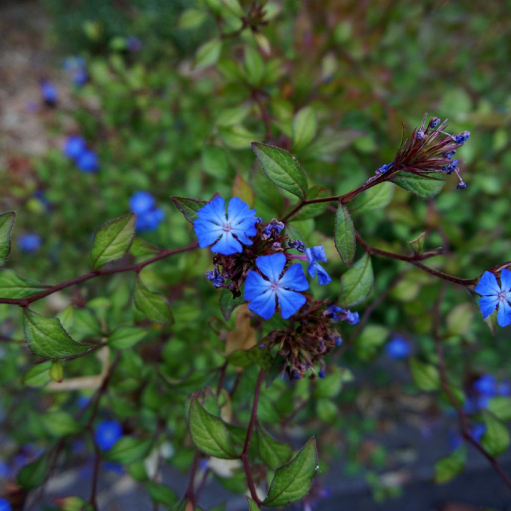 Ceratostigma griffithii - Loodkruid