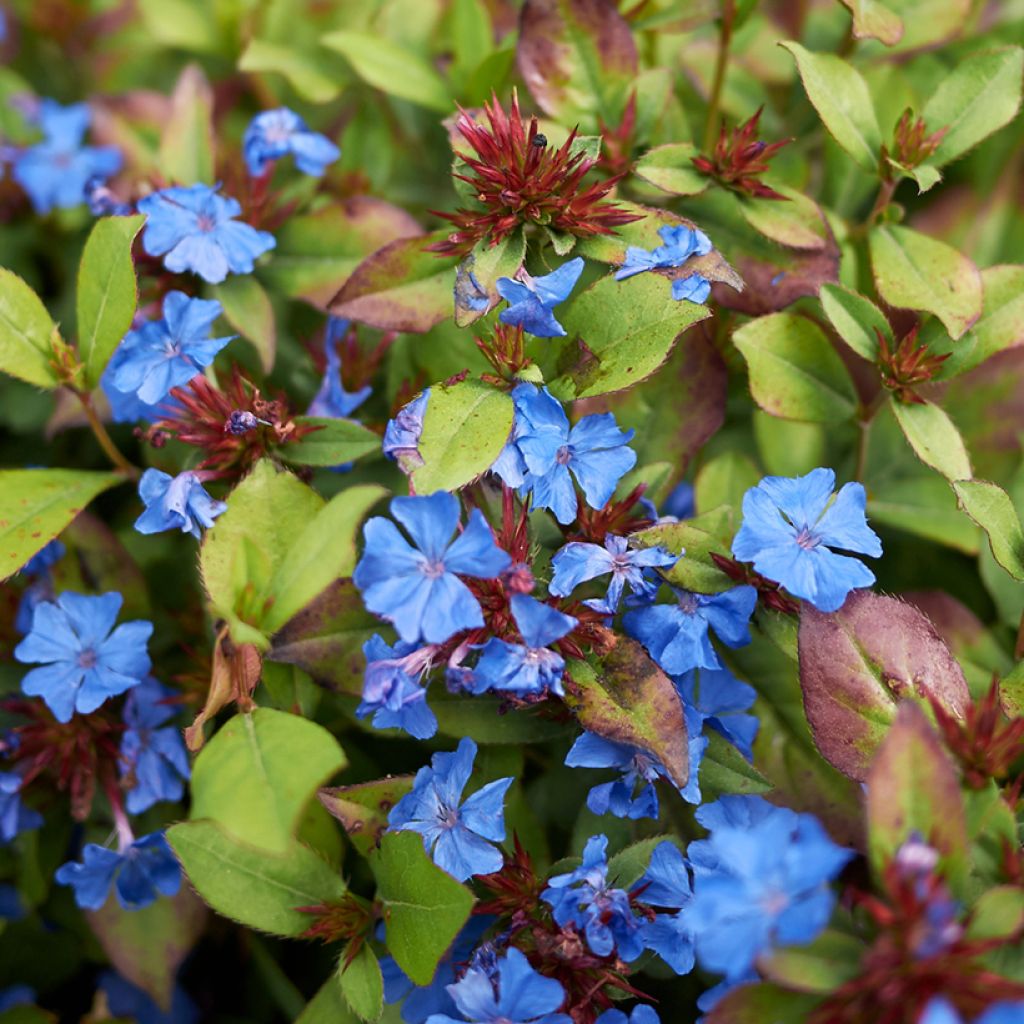 Ceratostigma plumbaginoides - Loodkruid