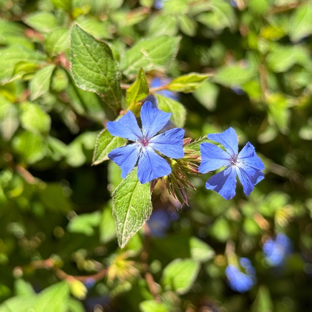 Ceratostigma plumbaginoides - Loodkruid