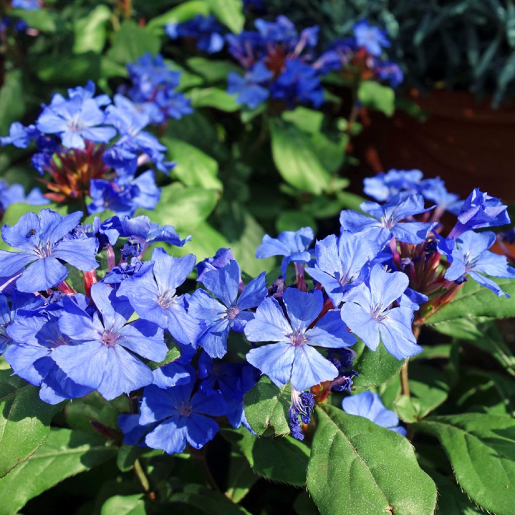 Ceratostigma willmottianum - Loodkruid