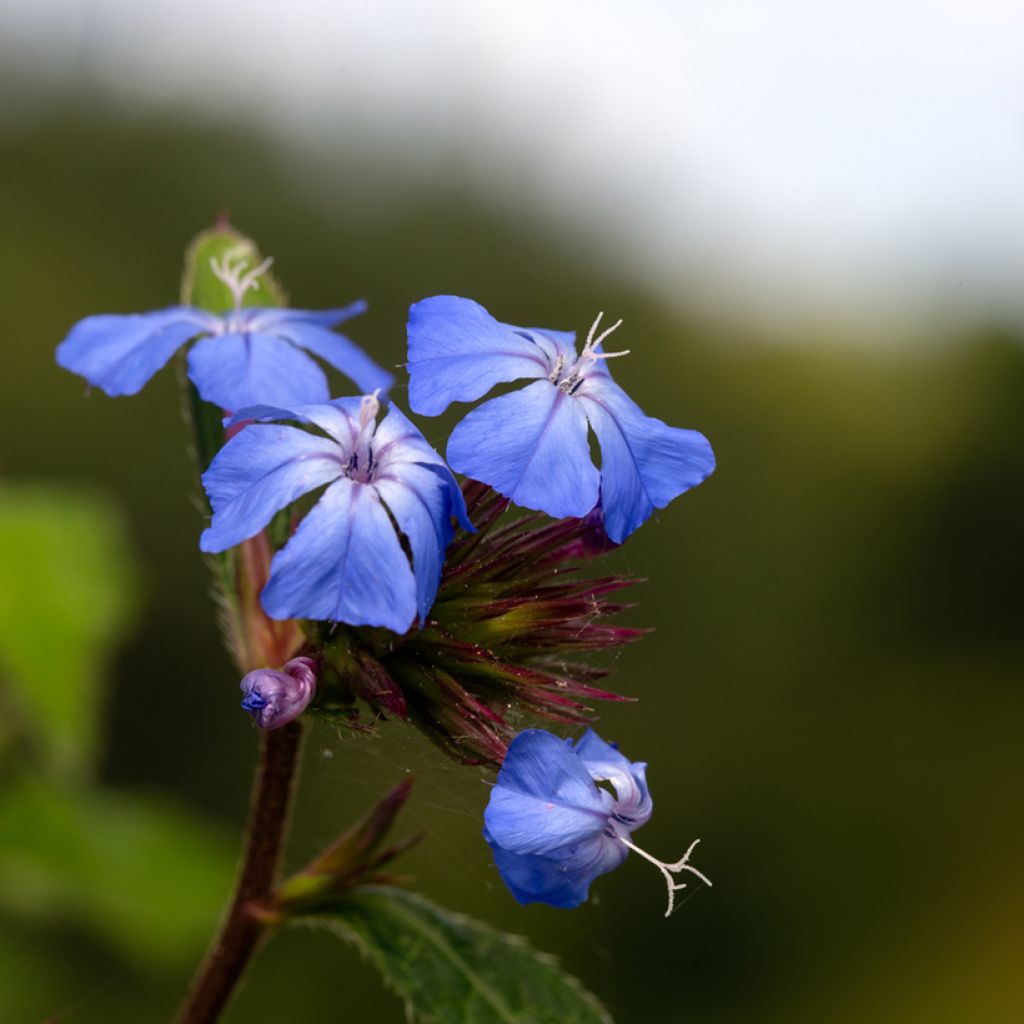 Ceratostigma willmottianum Forest Blue - Loodkruid