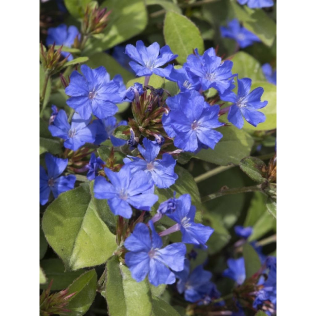 Ceratostigma plumbaginoides - Loodkruid