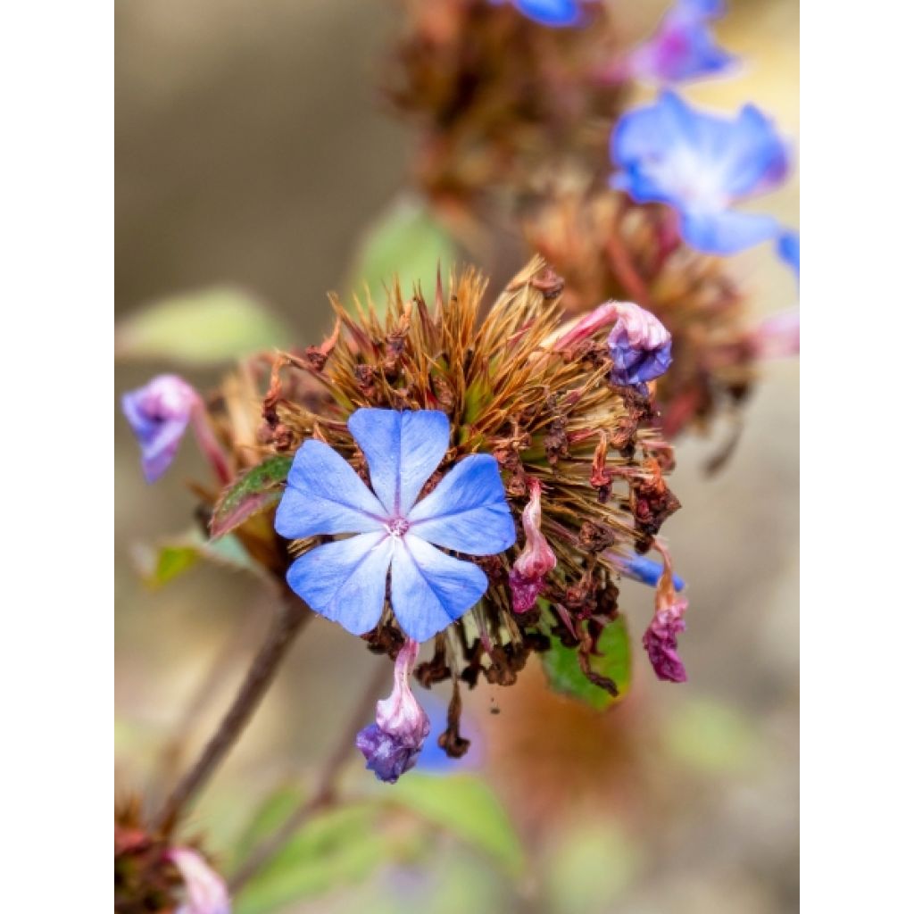 Ceratostigma plumbaginoides - Loodkruid