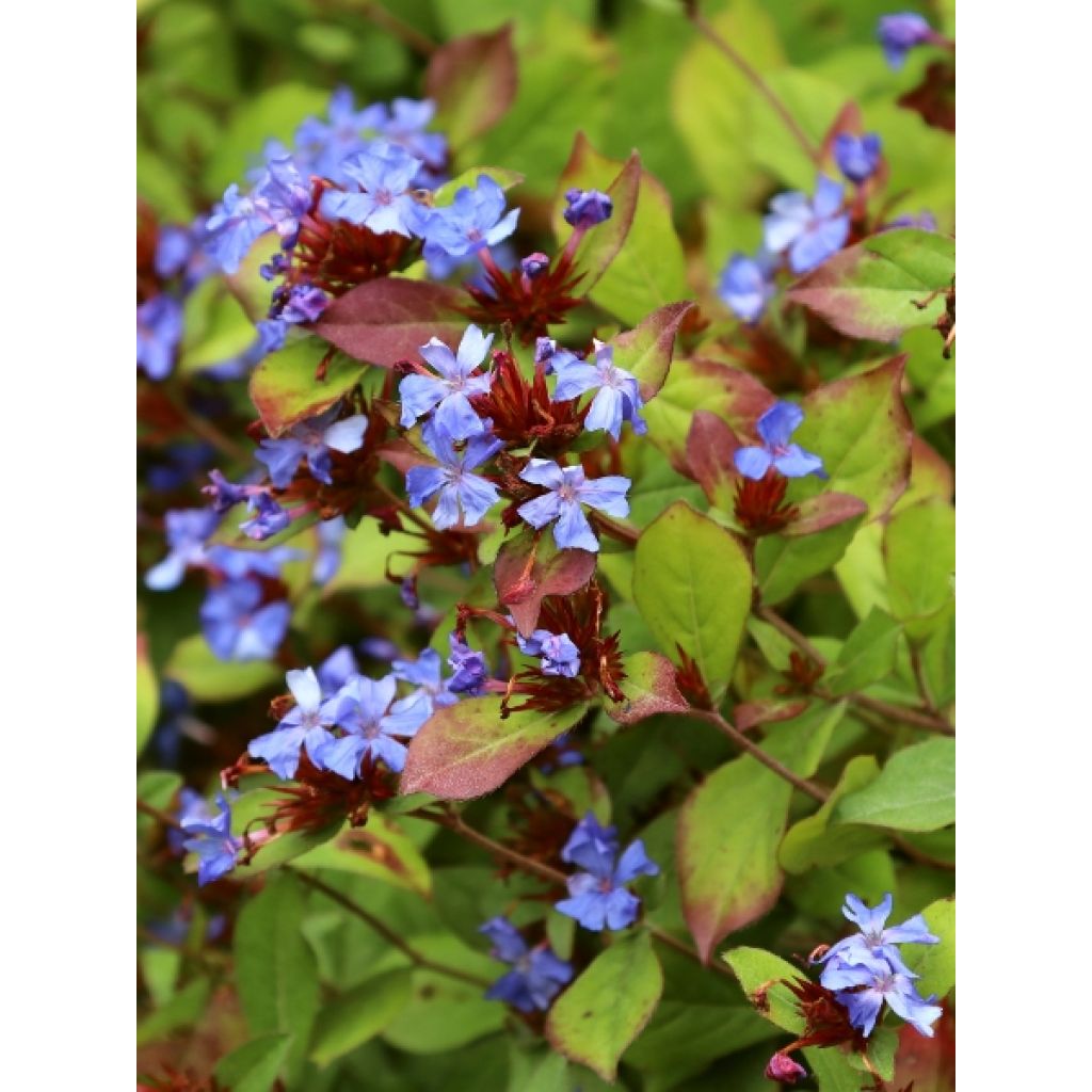 Ceratostigma plumbaginoides - Loodkruid