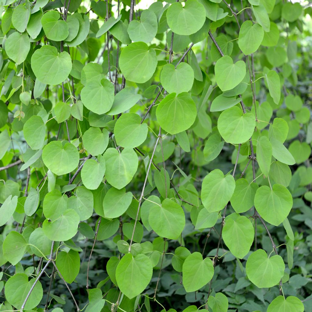 Cercidiphyllum japonicum Pendulum - Katsuraboom
